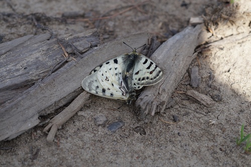 Parnassius tenedius