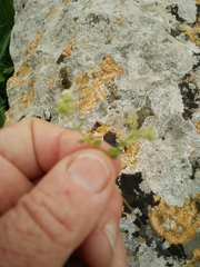 Galium judaicum