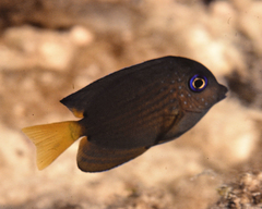 Ctenochaetus binotatus