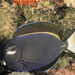 Whitecheek Surgeonfish - Photo (c) Roger Rittmaster, some rights reserved (CC BY-NC), uploaded by Roger Rittmaster