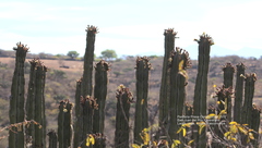 Isolatocereus dumortieri