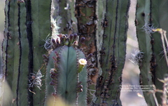 Isolatocereus dumortieri