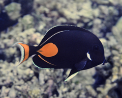 Acanthurus achilles