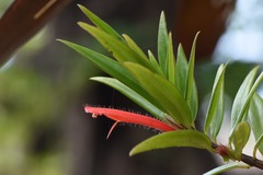 Columnea bilabiata