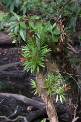 Columnea bilabiata