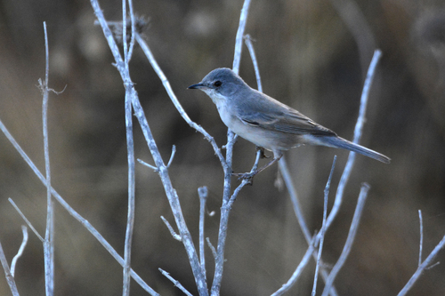 Curruca de Rüppell (Curruca ruppeli)