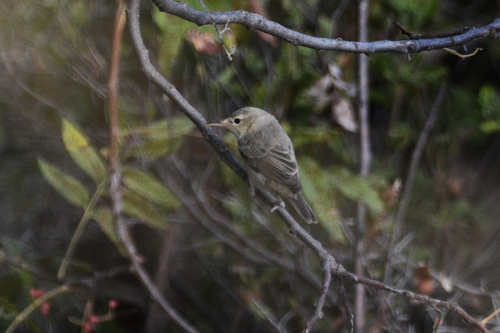 Zarcero pálido (Iduna pallida)