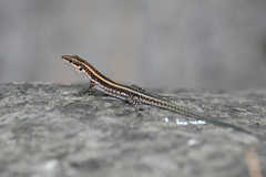 Baran's Lizard photo 4