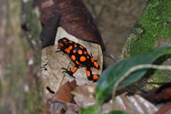 Oophaga histrionica