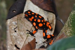 Oophaga histrionica