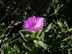 Carpobrotus virescens