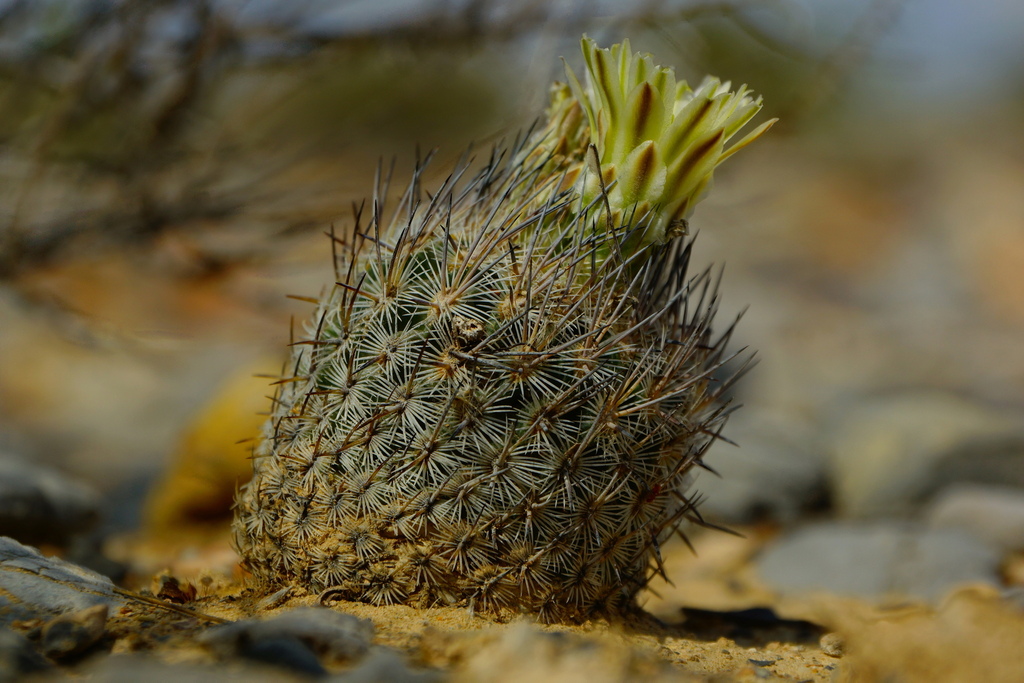 Mariposa Cactus