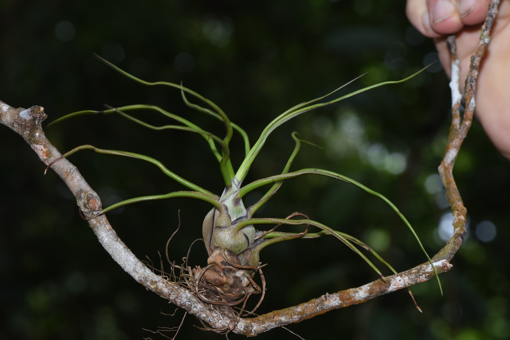Tillandsia bulbosa