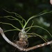 Bulbous Airplant - Photo (c) René Stalder, some rights reserved (CC BY-NC), uploaded by René Stalder
