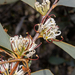 Ramshorn Hakea - Photo (c) Tim Hammer, some rights reserved (CC BY), uploaded by Tim Hammer