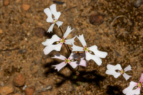 Stylidium androsaceum (Stylidium androsaceum)