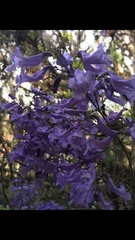 Jacaranda acutifolia