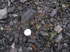 Physaria arctica