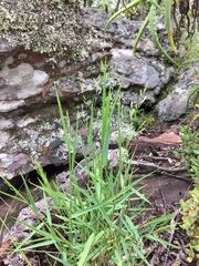 Panicum dewinteri