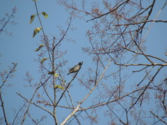 Conirostrum leucogenys