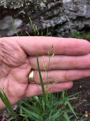 Panicum dewinteri