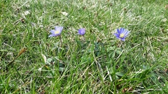 Anemonoides blanda