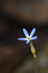 Voyria tenella