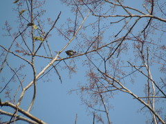 Conirostrum leucogenys