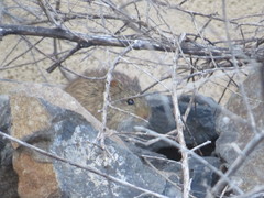 Sigmodon arizonae