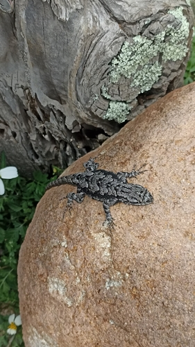 Mezquite Graphic Lizard
