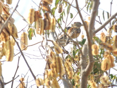 Sakesphorus canadensis