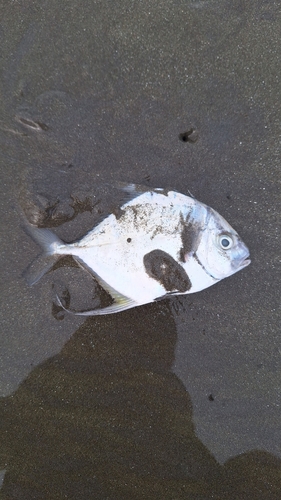 Threadfin Jack