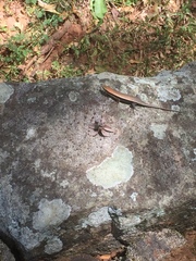 Eutropis madaraszi