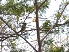 Sakesphorus canadensis