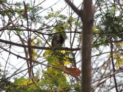 Sakesphorus canadensis
