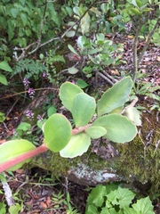 Kalanchoe crundallii