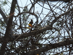 Sakesphorus canadensis
