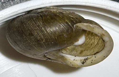 Helix dentifera, 2023-09-16