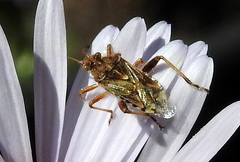 Stictopleurus scutellaris