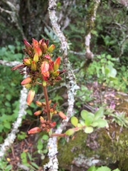Kalanchoe crundallii