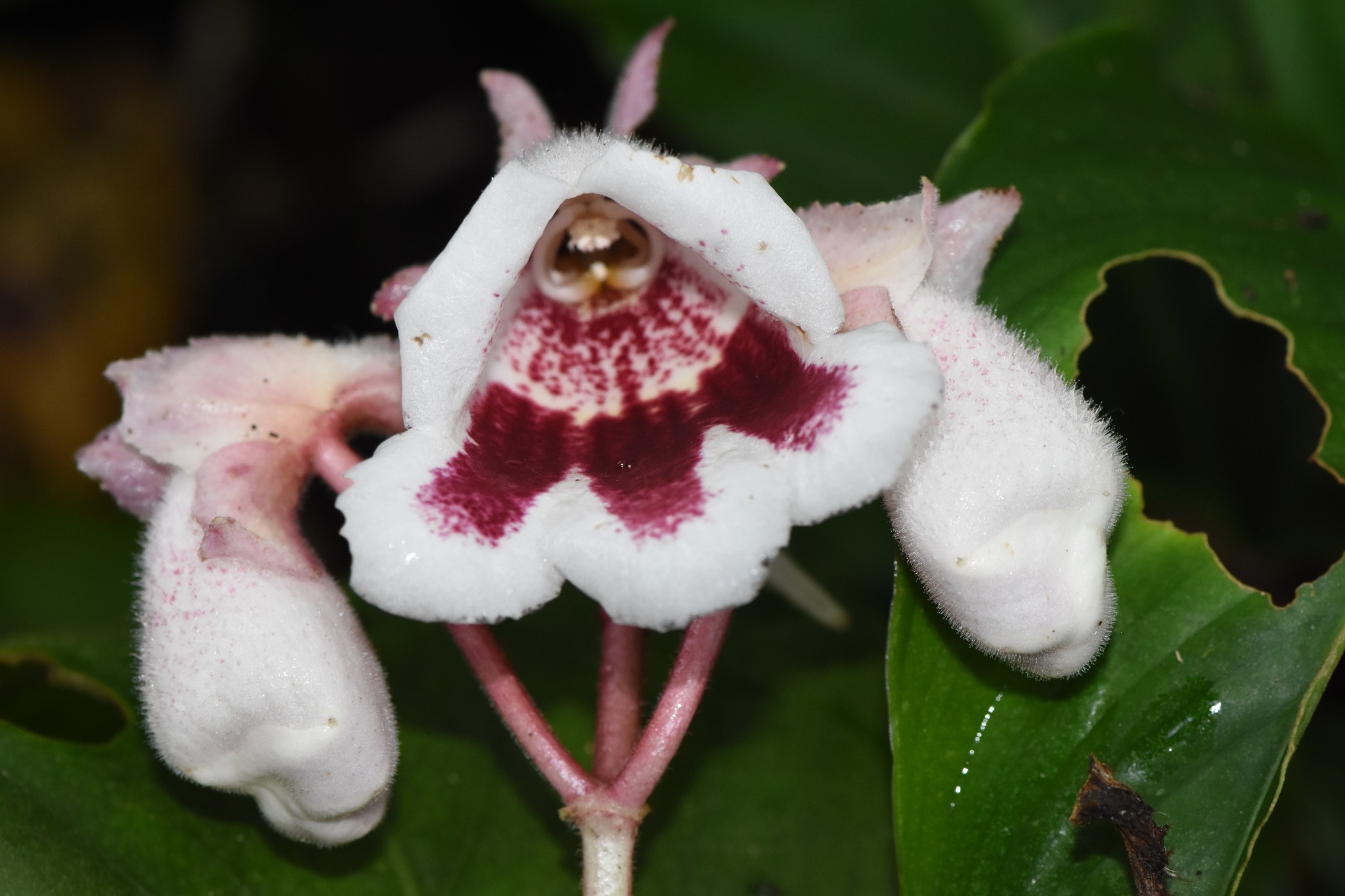 Gasteranthus delphinioides