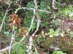 Kalanchoe crundallii