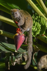 Sambirano Bamboo Lemur photo 2