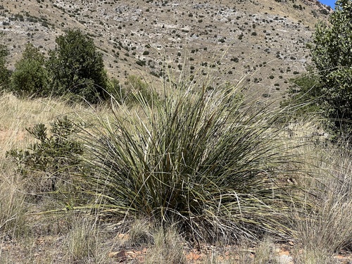 Nolina microcarpa