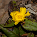 Hibbertia spectabilis - Photo (c) Tim Hammer, algunos derechos reservados (CC BY), subido por Tim Hammer