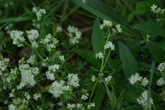 Galium saxatile