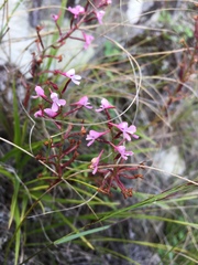 Disa saxicola