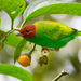 Tangara gyrola toddi - Photo (c) Oswaldo Hernández, algunos derechos reservados (CC BY-NC), subido por Oswaldo Hernández