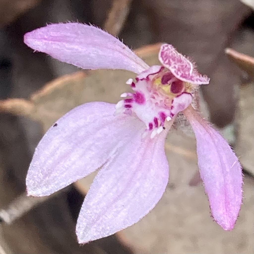 Caladenia nana