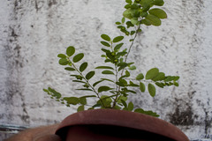 Phyllanthus liebmannianus